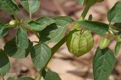Physalis angulata